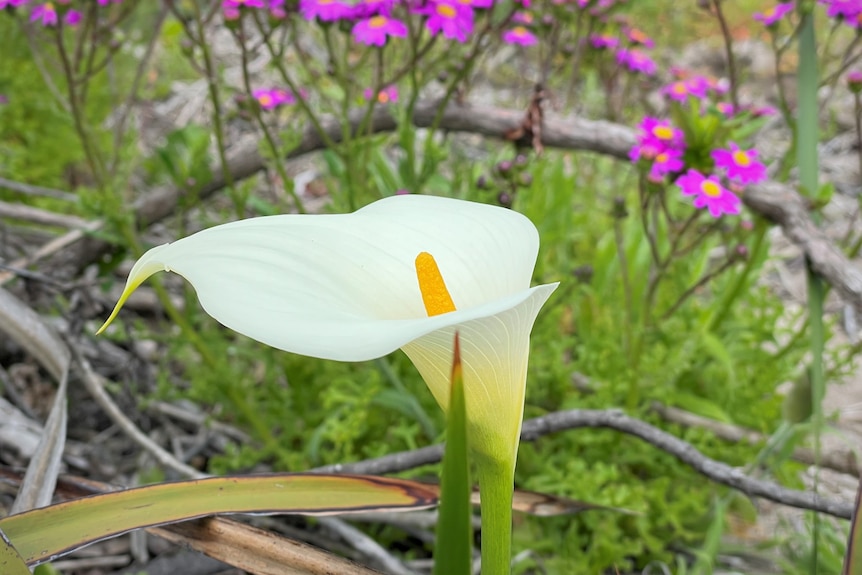 Close-up of a white lily flower