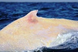 Migaloo, the white whale.
