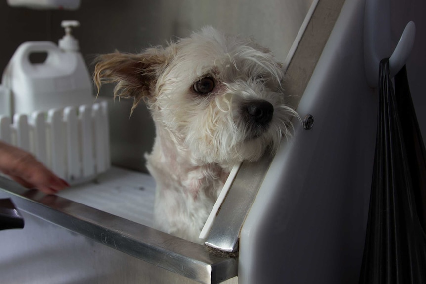 A small wet dog in a commercial dog bath.