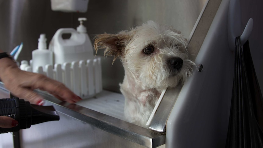 A small wet dog in a commercial dog bath.