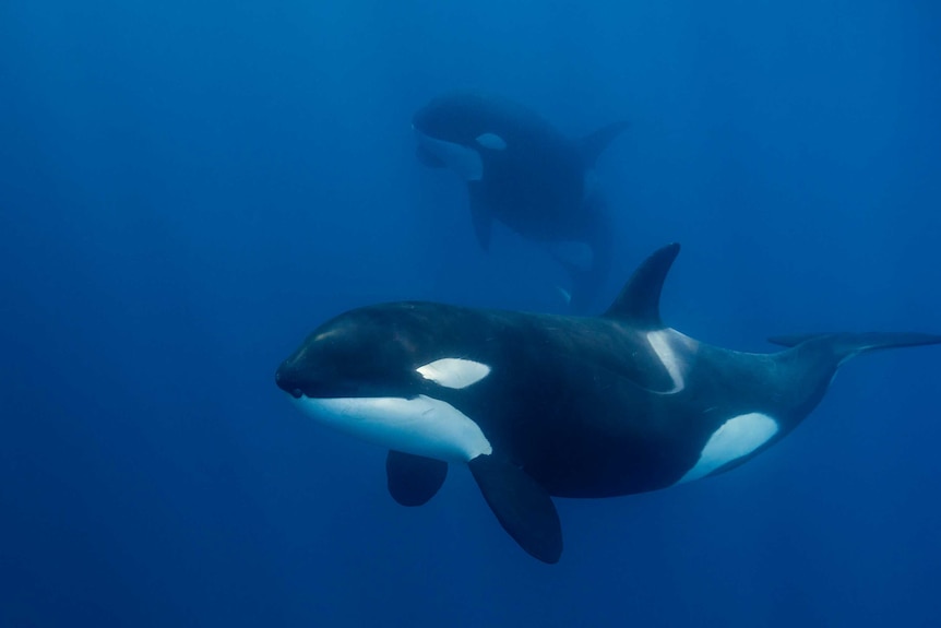 Close-up view of a female killer whale swimming in blue water.