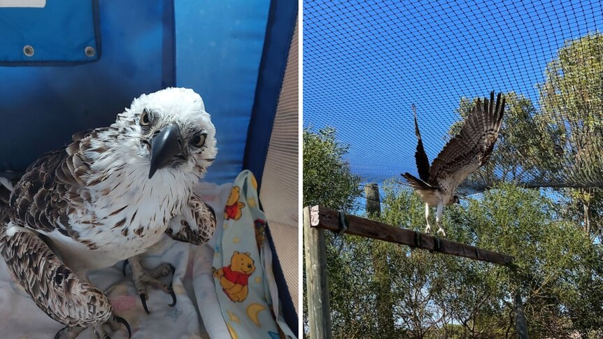 An osprey with ruffled brown and white feathers takes flight in a large aviary of mesh netting