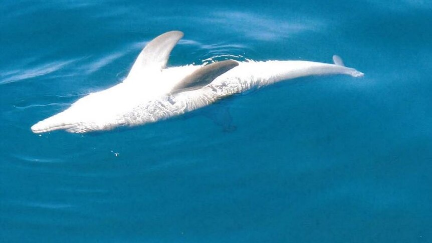 A dolphin floating belly up on top of the ocean surface. 