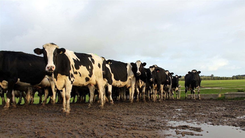The United Dairy Farmers of Victoria says the tax will make Australian farmers uncompetitive in the world market.