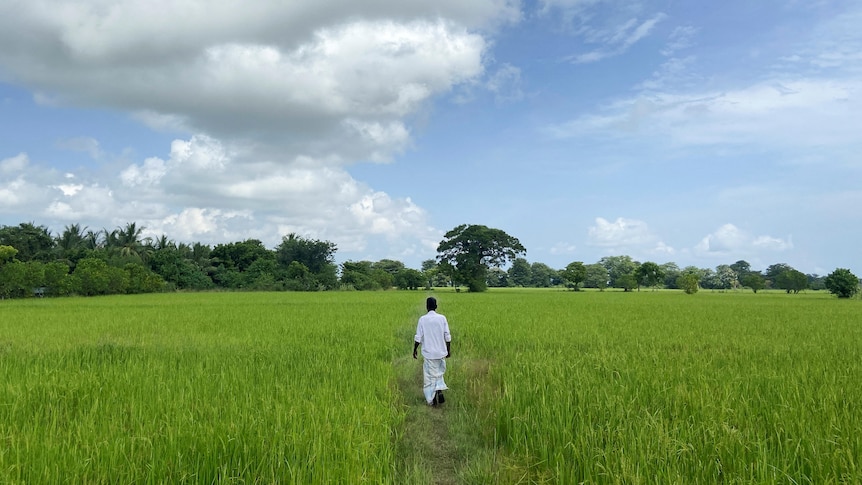 A man in simple white clothes walks away from the camera through a bright green rice paddy field under a bright blue sky.