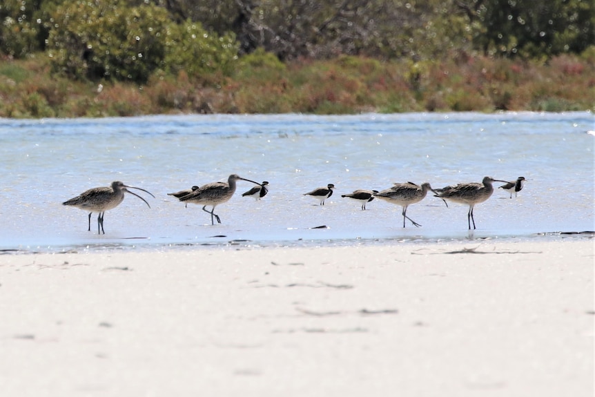 Birds wading in waters with sandy beach in foreground and green bush in background
