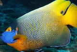 Tropical fish from the Ningaloo Coast will be housed in the aquarium