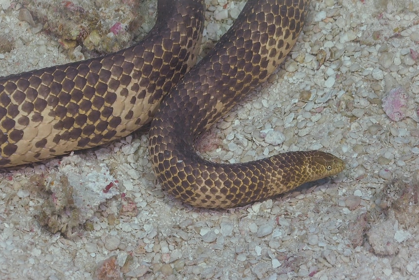 A close up of a brown and white sea snake.