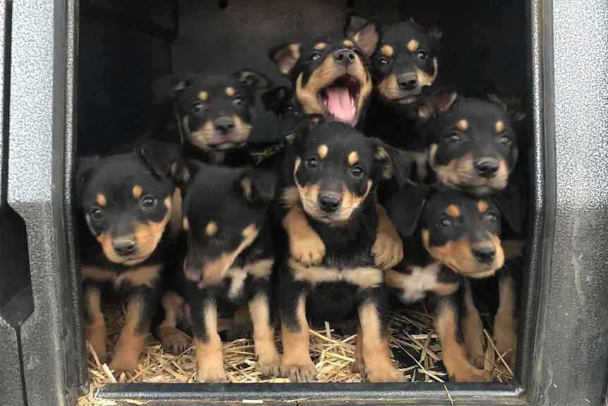 A group of eight kelpie puppies crowd together on top of hay.