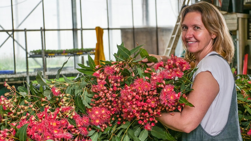 Woman holds a large bunch of freshly cut flowering gum, harvested from her flower farm