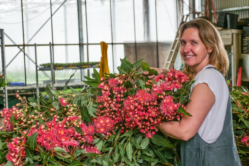Woman holds a large bunch of freshly cut flowering gum, harvested from her flower farm