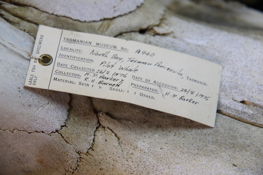 A close-up of a label attached to a whale bone.