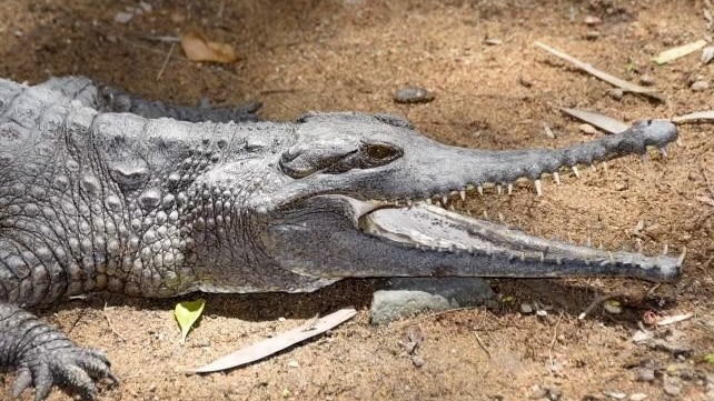 A fresh water crocodile with its mouth open laying on dirt