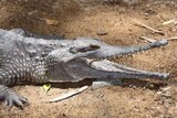A fresh water crocodile with its mouth open laying on dirt