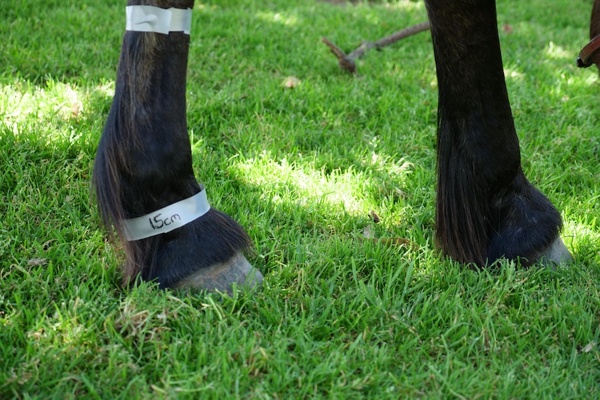 Duct tape around the leg of a horse measuring out 15 centimetres.