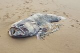 Fish found washed up on beach at Bundaberg in southern Queensland on March 6, 2018.
