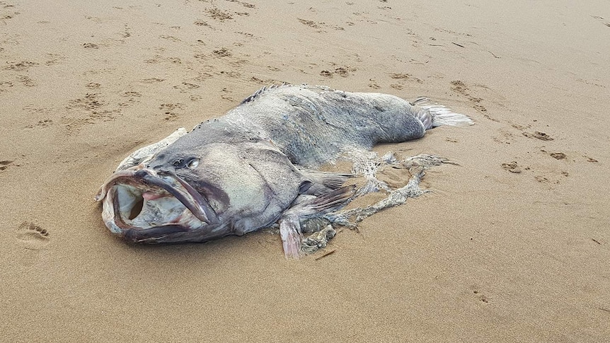 Fish found washed up on beach at Bundaberg in southern Queensland on March 6, 2018.