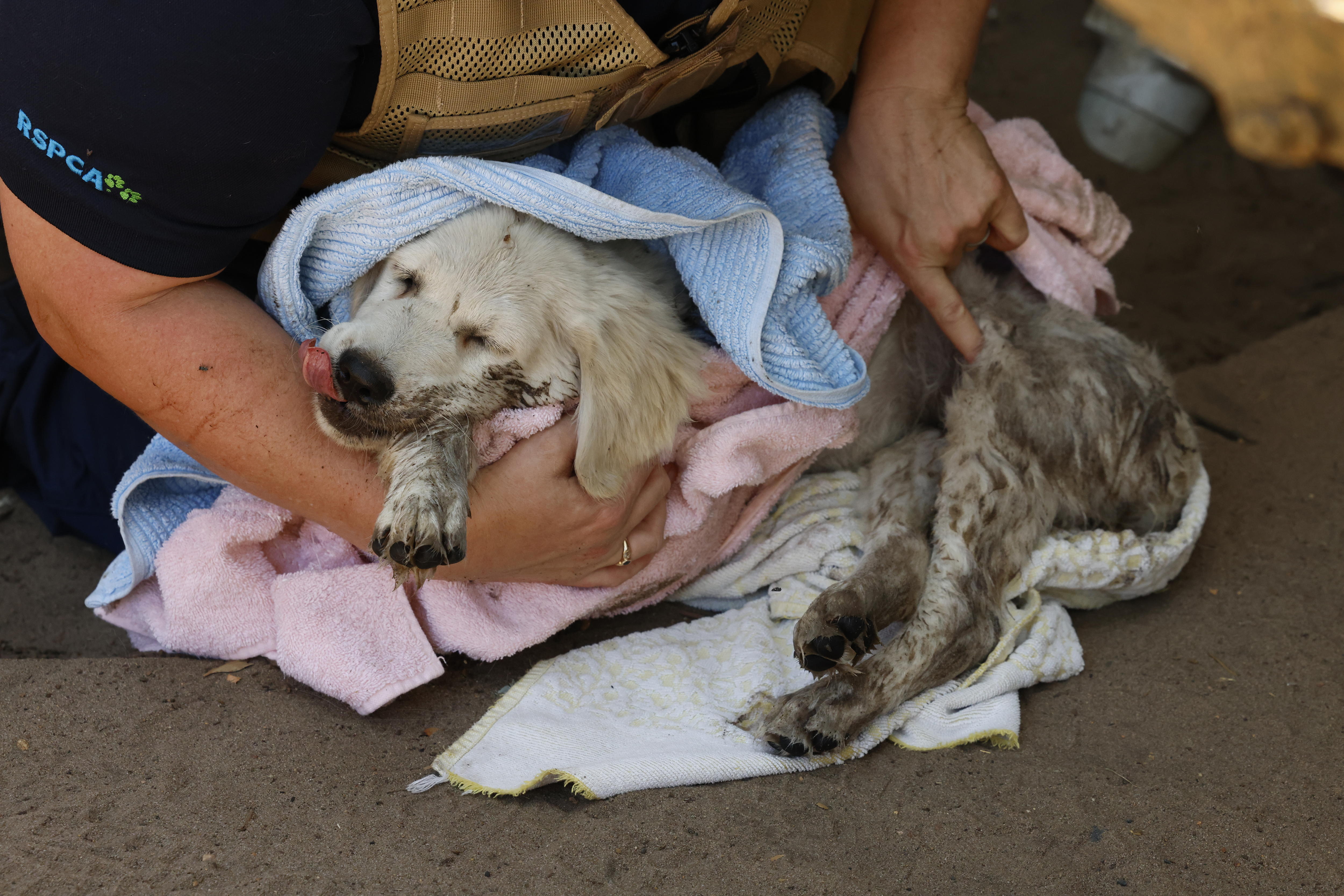 A sickly golden retriever receives care wrapped in towels and in the hands of a person whose face is unseen.