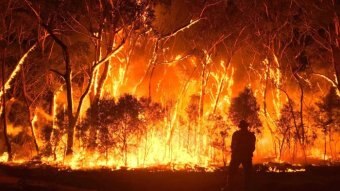 A fire fighter stands in front of burning trees.