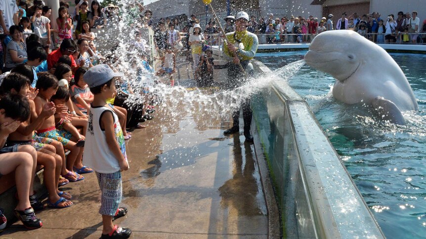A beluga whale sprays water onto visitors at the Hakkeijima Sea Paradise aquarium.