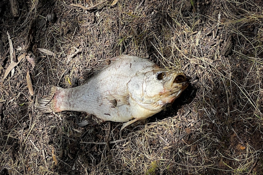 A dead fish washed up.