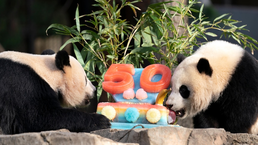 Two giant pandas eat an ice cake reading '50'