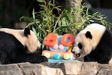 Two giant pandas eat an ice cake reading '50'