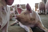 Several pigs indoors in a shed.