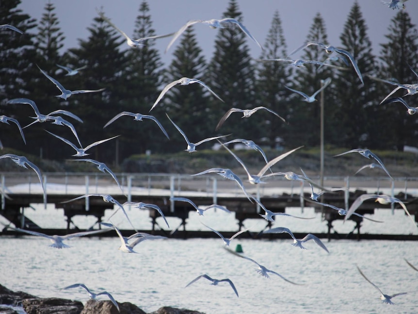 A flock of grey and white birds flock over a jetty and bay.