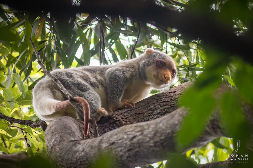 Mammal in a tree canopy of Australian rainforest