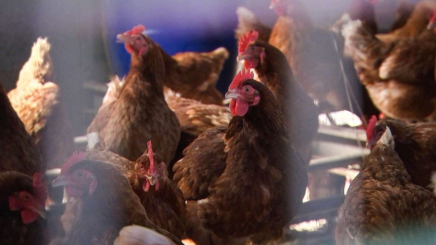 Isa Brown chickens inside a shed.