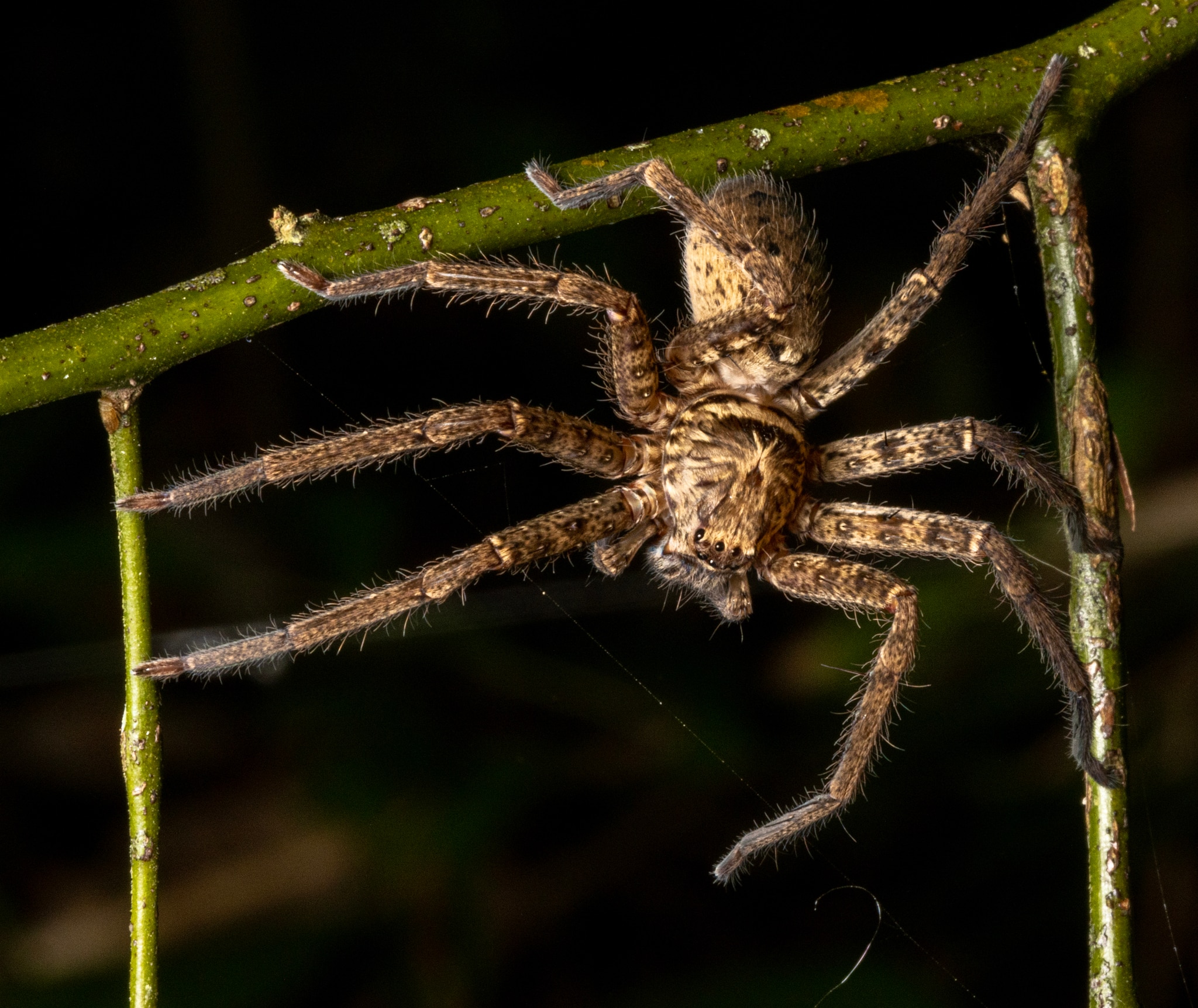 Australia's huntsman fastest spider on record, new study suggests