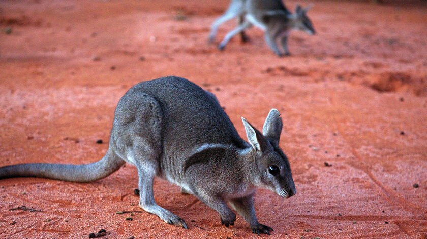 Nine Bridled Nailtail Wallabies have been moved to a National Park near Blackall.
