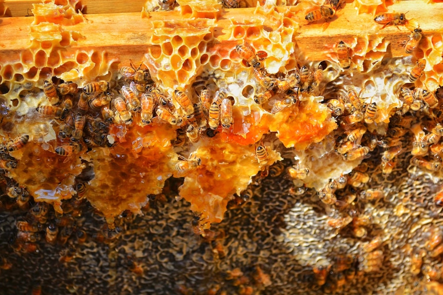 Honey bees on a rack of bright orange honey comb, glinting in the light.