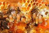 Honey bees on a rack of bright orange honey comb, glinting in the light.
