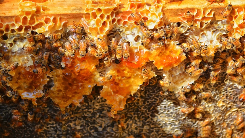 Honey bees on a rack of bright orange honey comb, glinting in the light.