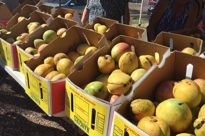 Mangoes from Darwin have been trucked down to Alice Springs by a small producer every few weekends