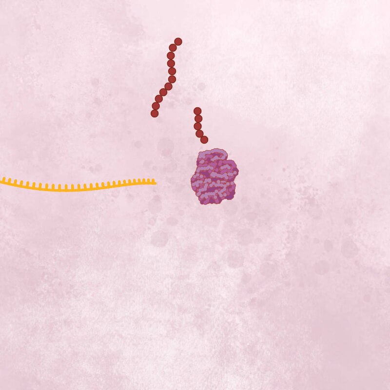 Two strings of brown viral polyproteins, an orange coronavirus RNA strand and a pink cell ribosome.