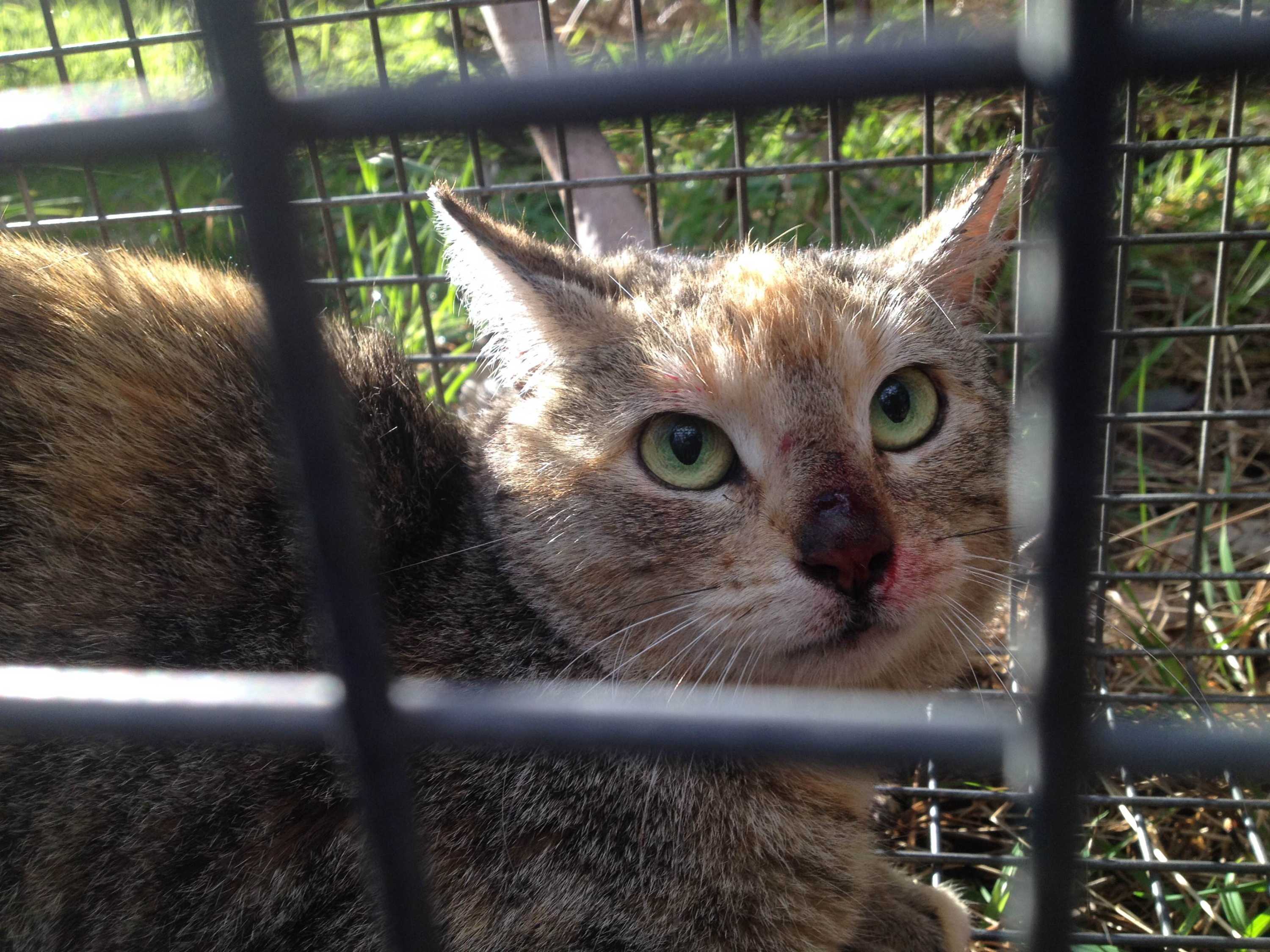Feral cats rewrite the Australian story