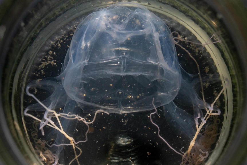 A jellyfish inside a glass jar in a dark room