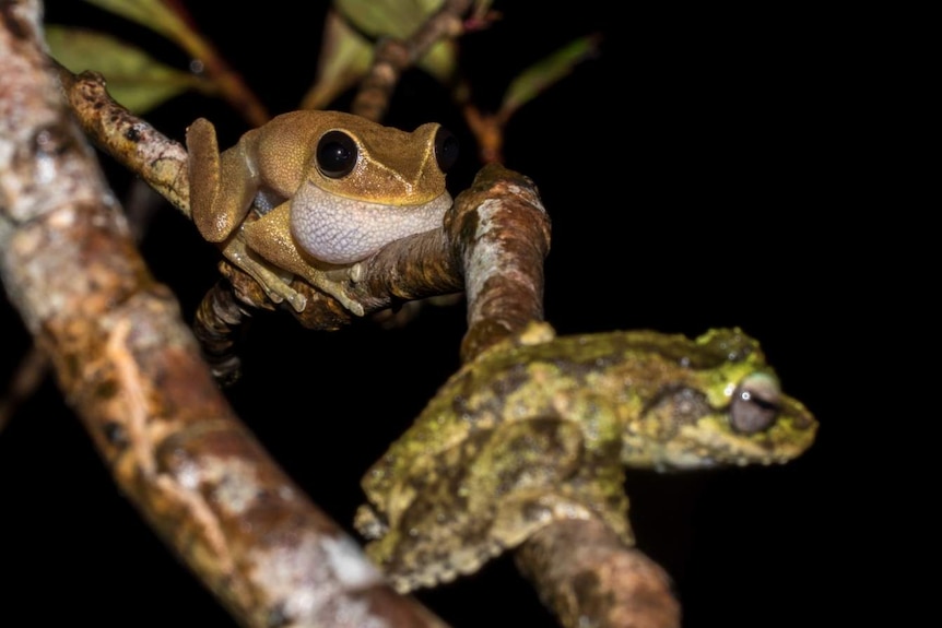 A clear photo at night of the rare Litoria dayi frog with a blurred Litoria Myola in the foreground