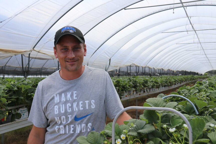 Applethorpe farmer Nathan Boronio standing under a greenhouse filled with strawberries.