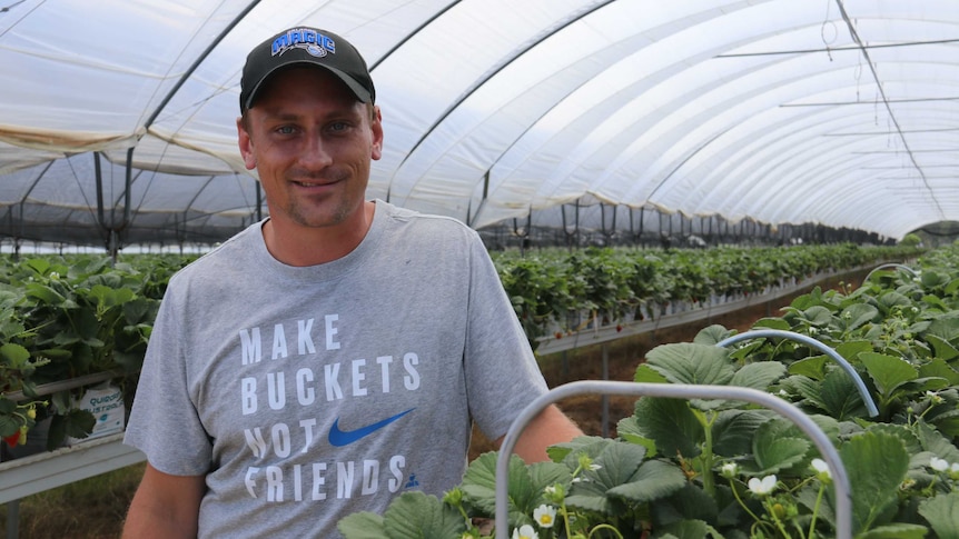 Applethorpe farmer Nathan Boronio standing under a greenhouse filled with strawberries.