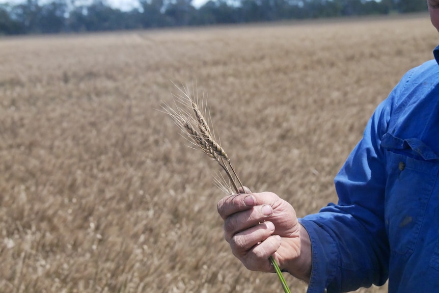 A man, face unseen, stands in a paddock holding up a stalk of dead wheat.