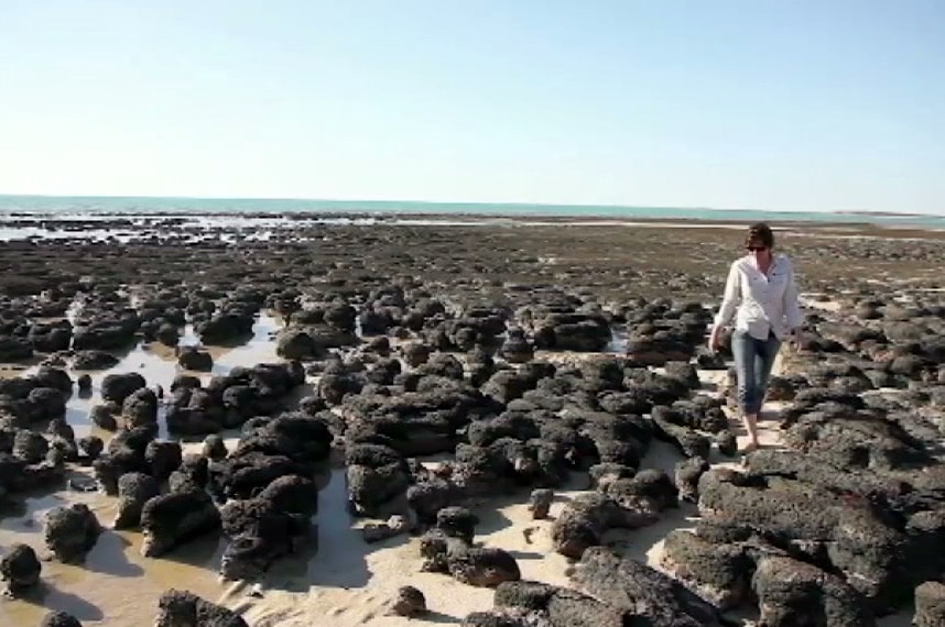A woman walks among patrially submerged stromatolites.
