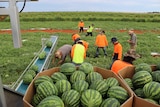 Territory melon harvest