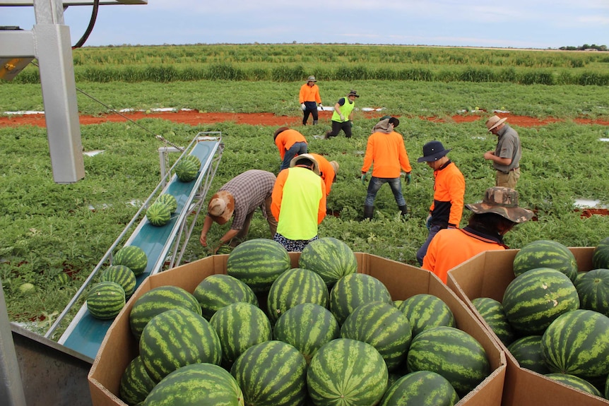 Harvesting watermelons at Territory Horticultural Farm, Ti Tree, Northern Territory
