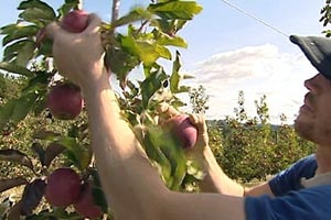 A young man in a baseball cap picks red apples in an orchard