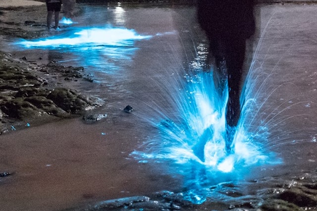 A person splashing on a beach lit up by glowing plankton.