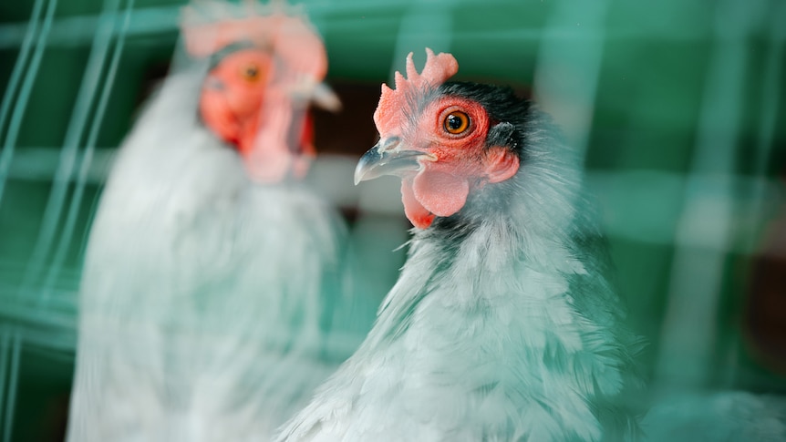 Two hens with out of focus cage around them, supplied image from Motion Array.